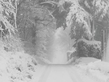 Snow covered trees in forest