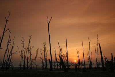 Dead trees against sky during sunset