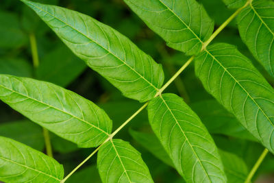leaf