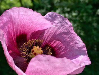 Close-up of pink flowers