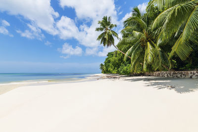 Palm trees on beach against sky