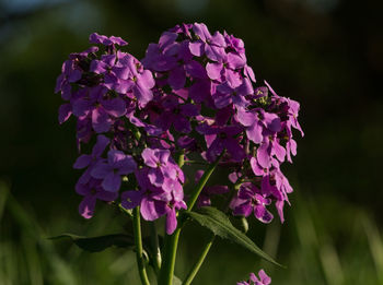 Close-up of pink flowers