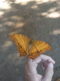 Close-up of butterfly on hand holding leaf