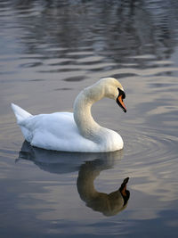 Beautiful white swan on the water with reflection