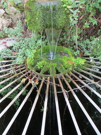 Close-up of plants by lake in forest