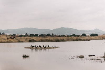 View of birds in lake against sky