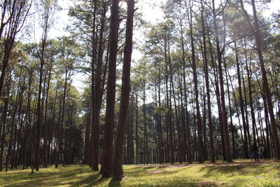 Trees in forest