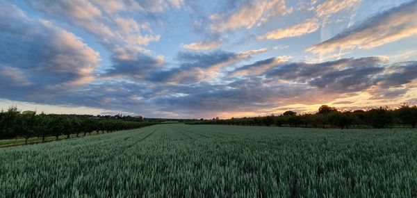 Scenic view of agricultural field against sky during sunset
