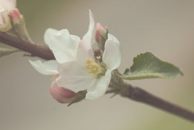 Close-up of pink flowers