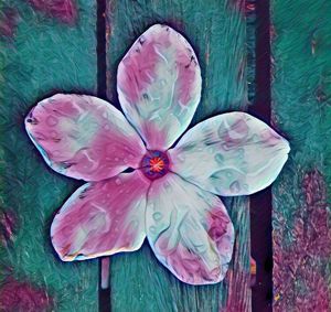 High angle view of multi colored flower blooming outdoors