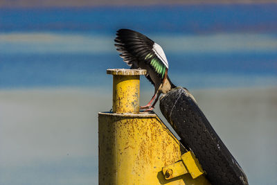 View of seagull on wooden post