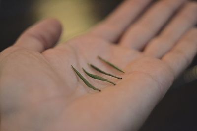 Cropped hand seeds