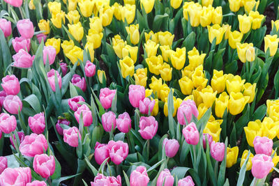 Close-up of pink and yellow tulip outdoors