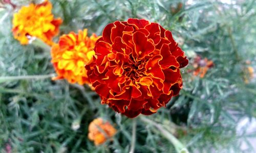 Close-up of red flowers