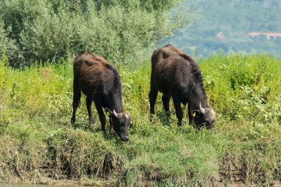 Water buffalo grazing in a field