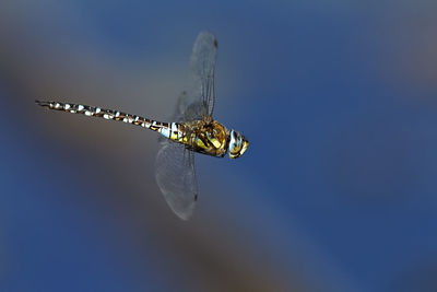 The migrant hawker hovering in the air on crna mlaka