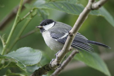 Close-up of bird perching on plant