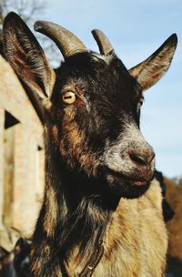 Portrait of goat 