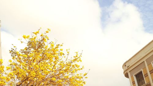 Low angle view of yellow flower tree against sky