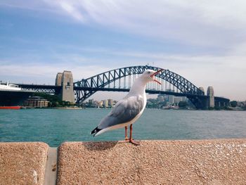 Seagull perching on bridge over sea