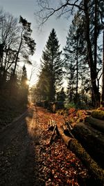 Railroad track amidst trees against sky during autumn