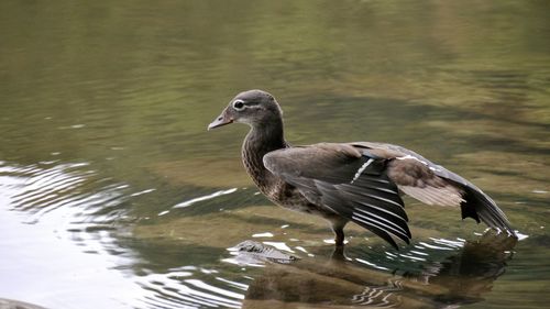 Duckwith spread wings on a lake