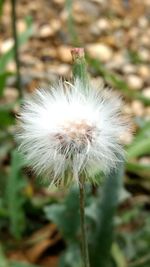 Close-up of dandelion