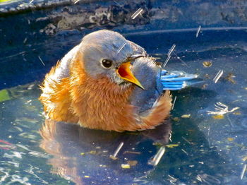 Close-up of bird