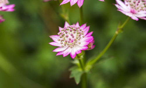 Close-up of pink flower blooming outdoors