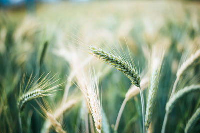 Close-up of wheat growing on field