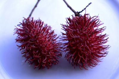 Close-up of rambutans on plate