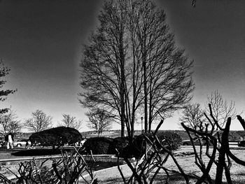 bare tree