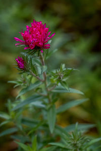 Close-up of pink flowers blooming outdoors