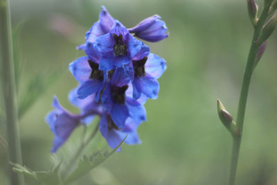 Close-up of purple flowering plant