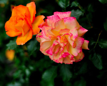 Close-up of pink flower blooming outdoors