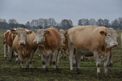 Cows standing in a field