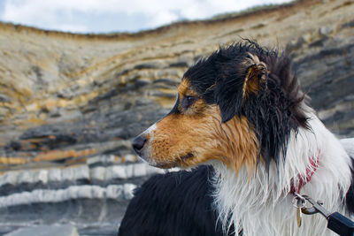 Close-up of dog looking away