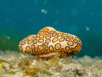 Cyphoma gibbosum, a flamingo tongue snail