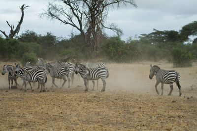 Zebras standing on field against sky