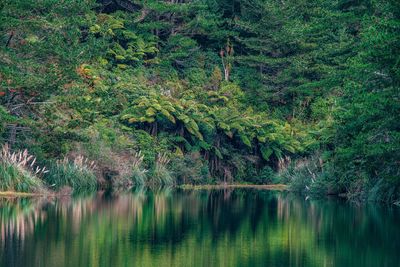 Scenic view of lake in forest