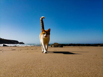 Cat standing on sand