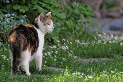 Cat on grass