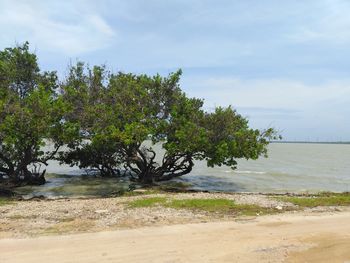 Trees on beach against sky