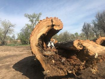 View of log on field against sky