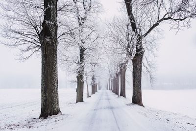 Bare trees on snow covered road during winter