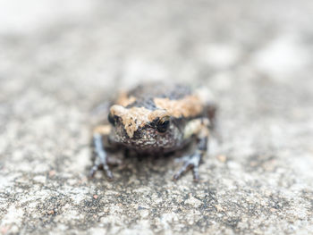 Close up of bullfrog on concrete