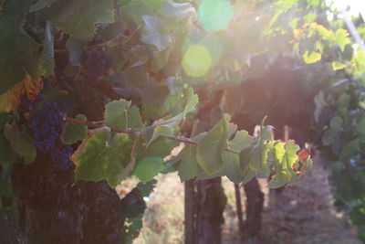 Close-up of fresh green plant