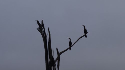 Low angle view of bird perching on branch against sky