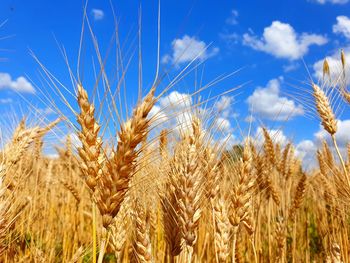 Gold and blue....wheat in the summer