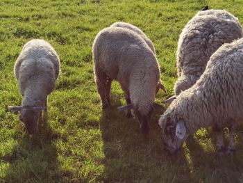 Flock of sheep grazing in field